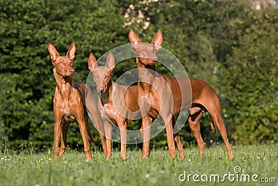 Three Pharaoh Hound dogs Stock Photo