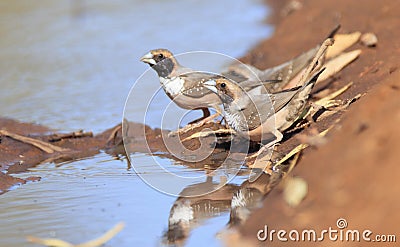 Pictoral finches drinking at outback waterhole Stock Photo