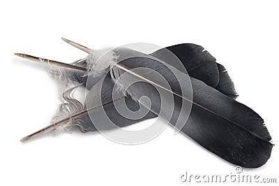 Three pigeon feathers Stock Photo