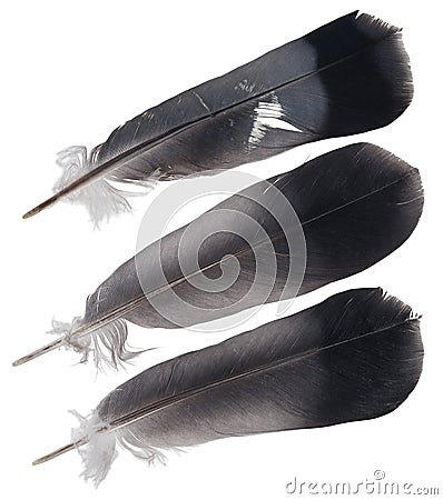 Three pigeon feathers Stock Photo