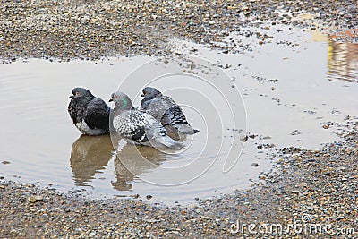 Three pigeon in a puddle of water Stock Photo