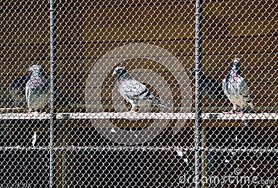 Three pigeons behind netting Stock Photo