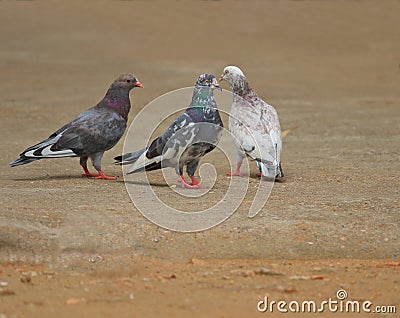 Three pigeons of different colors Stock Photo