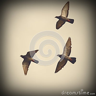 Three pigeons in flight Stock Photo