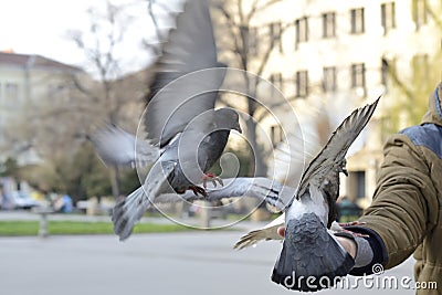 Three pigeons flying to a man's hand Stock Photo