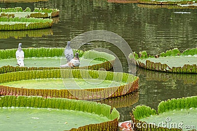 three pigeons siiting on a giant lotus leaf Stock Photo