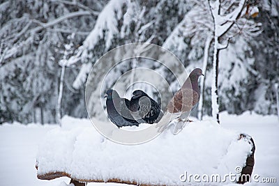 Three pigeons sit on a snowcovered bench in winter park Stock Photo