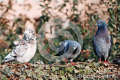 Three pigeons are sitting on a bush Stock Photo