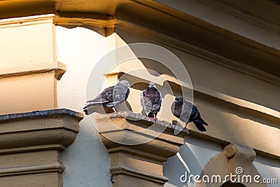 Three pigeons sitting under a roof Stock Photo