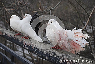 Three pigeons in the spring in the park sitting on fence Stock Photo