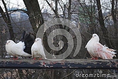 Three pigeons in the spring in the park sitting on fence Stock Photo