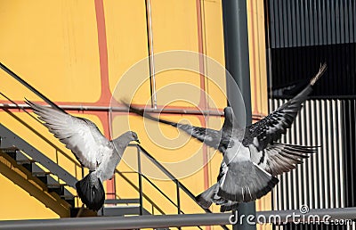 Three pigeons taking off in a city Stock Photo