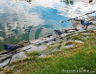 Three pigeons walking on stones near lake in park Stock Photo