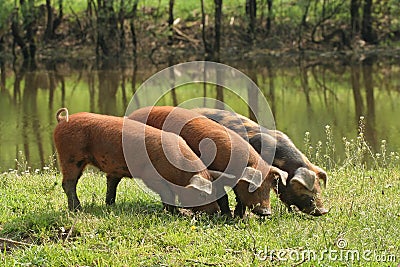 Three piglets Stock Photo
