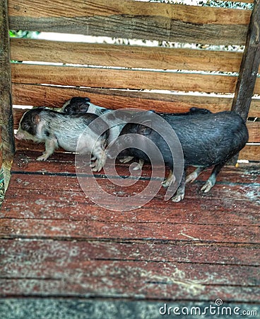 Piglet in the cage Stock Photo