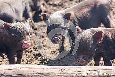 three piglets. lovely pets. large Stock Photo