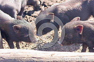 three piglets. lovely pets. Stock Photo