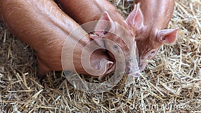 Three piglets nuzzling each other cuddling in their straw barn Stock Photo