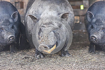 three piglets. three black boars. Stock Photo