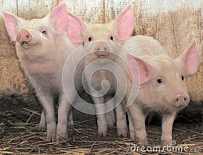 Three pigs Stock Photo