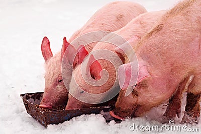 Three pigs eating Stock Photo