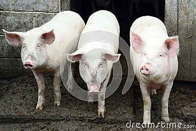 Three pigs Stock Photo