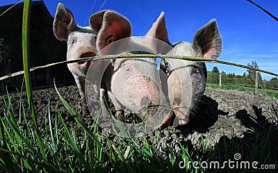 Three pigs Stock Photo
