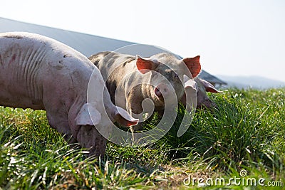 Three pigs in grass Stock Photo