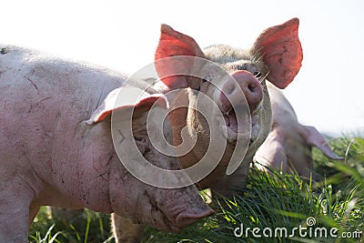 Three pigs in grass Stock Photo