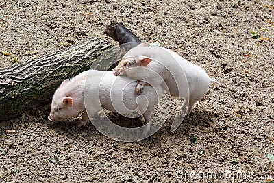 Three pigs having some fun Stock Photo