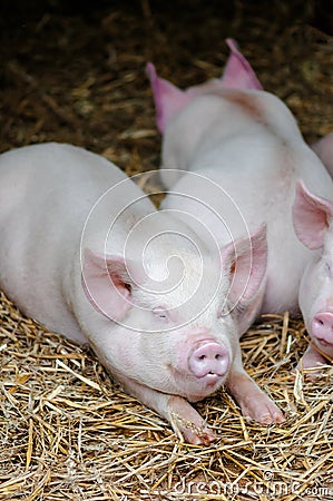 Three pigs swine sleeping resting on the straw in a farm stall Stock Photo