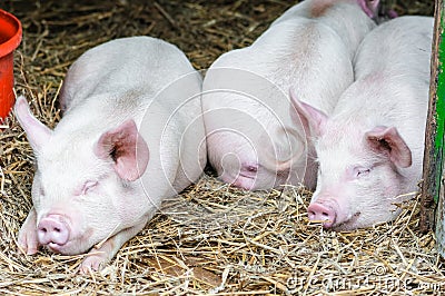 Three pigs swine sleeping resting on the straw in a farm stall Stock Photo