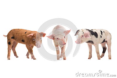 Three pigs on a white Stock Photo