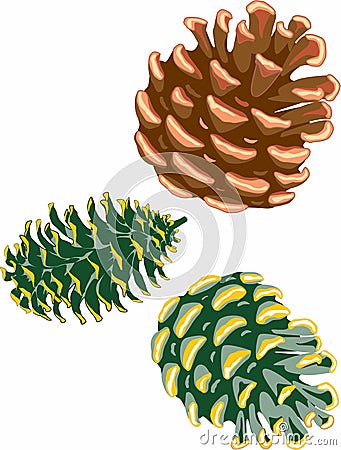 Three pine cones in different angles. Vector Illustration