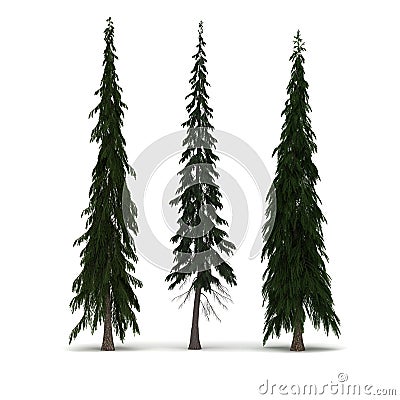 Three Pine Tree Stock Photo