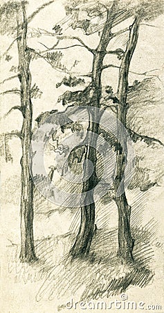 Three pine trees in the forest pencil sketch illustration Cartoon Illustration