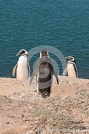 Three pinguins Stock Photo