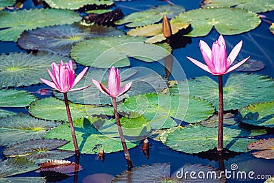Three pink bloosom flowers on a pond Stock Photo