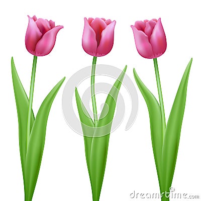 Three pink cartoon vector tulips Vector Illustration