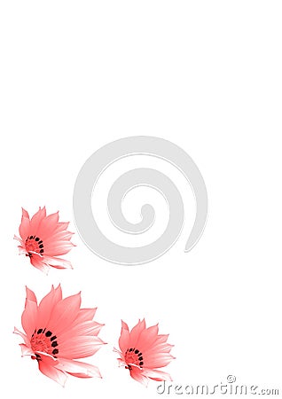 Three pink flowers Stock Photo