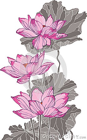 Three pink grey lotus drawing Vector Illustration