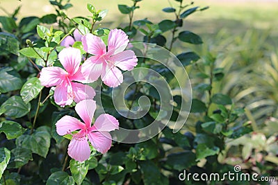 Three pink Hibiscus Stock Photo