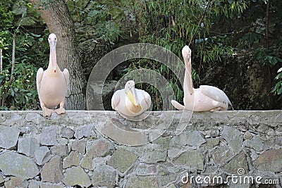 Three pink pelicans on the parapet Editorial Stock Photo