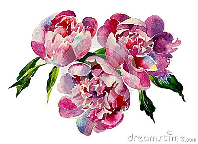 Three pink peonies watercolor Cartoon Illustration