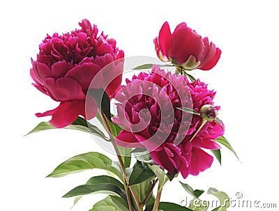 Three pink peonies. Stock Photo