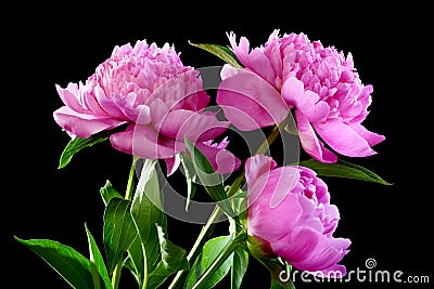 Three pink peony. Stock Photo