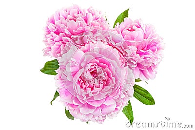 Three pink peony Stock Photo