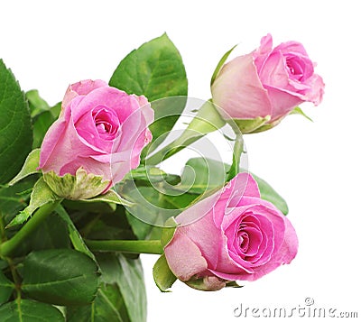 Three pink rose closeup Stock Photo