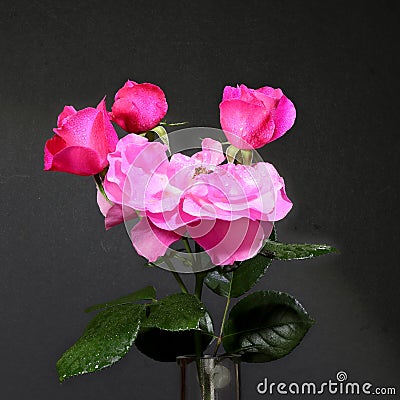 Three pink rosebuds adn open rose Stock Photo