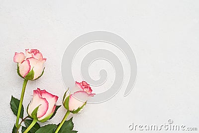 Three pink roses on light concrete background. Mothers day, Valentines Day, Birthday celebration concept. Greeting card. Copy Stock Photo